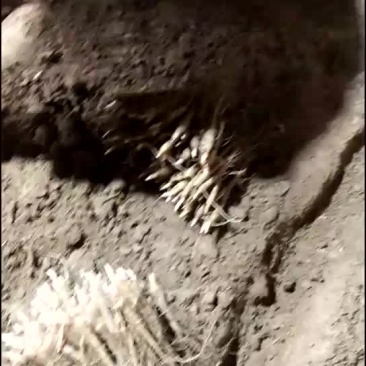 芍药苗