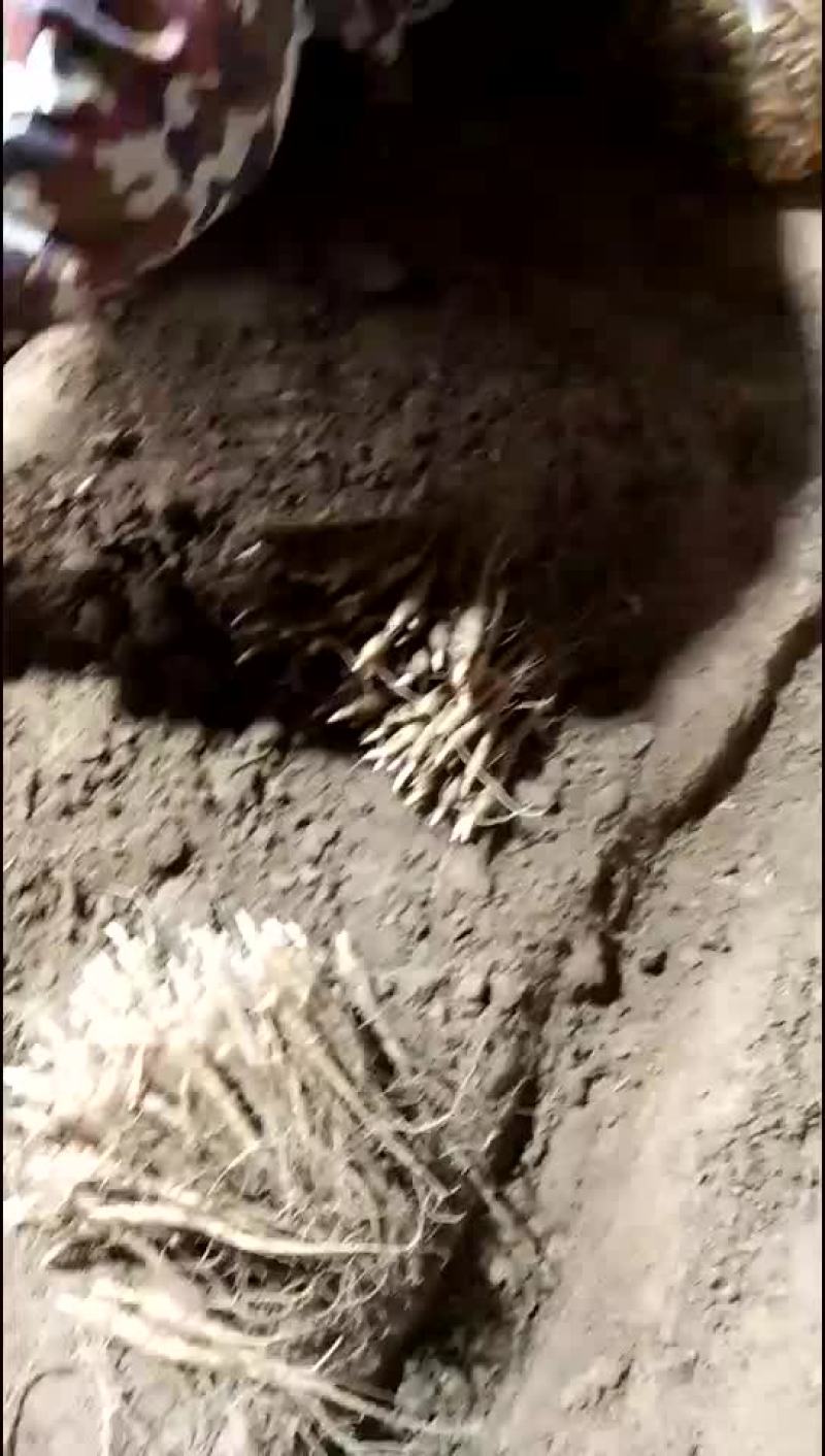 芍药苗