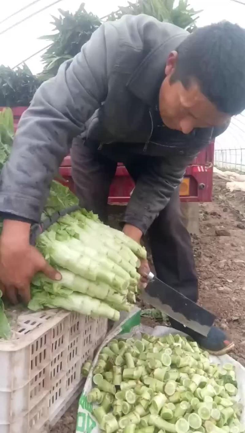 精品莴笋
