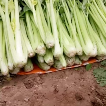 芹菜