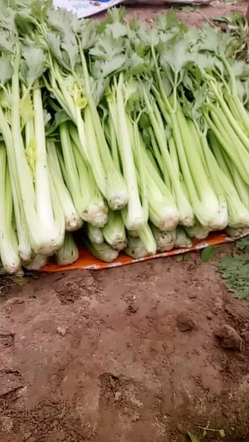 芹菜