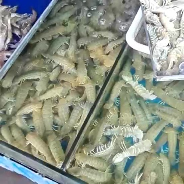 皮皮虾