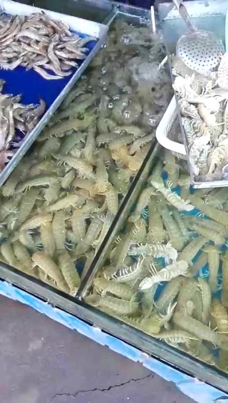 皮皮虾