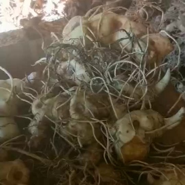 滇黄精