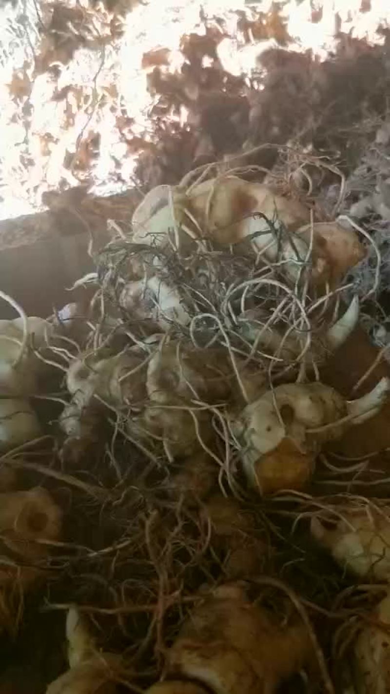 滇黄精