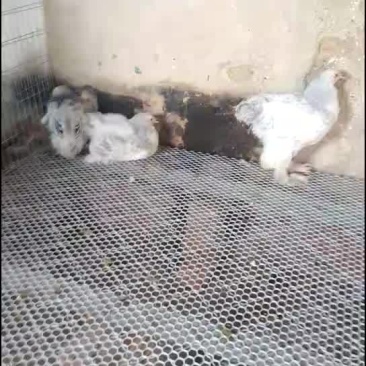 巨型婆罗门鸡苗青年鸡种鸡