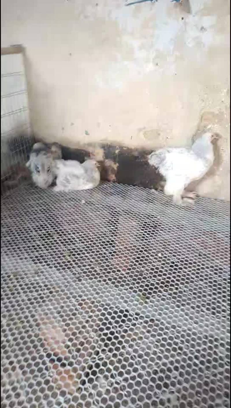 巨型婆罗门鸡苗青年鸡种鸡