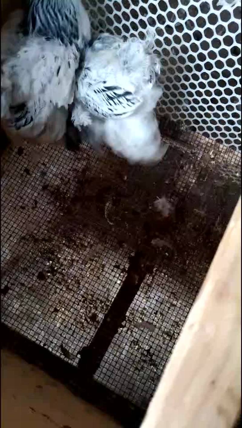 巨型婆罗门鸡苗青年鸡种鸡