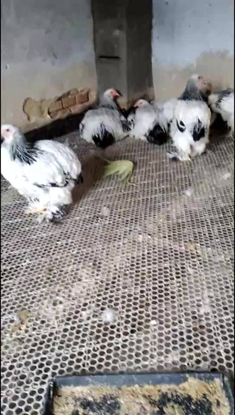 巨型婆罗门鸡苗青年鸡种鸡