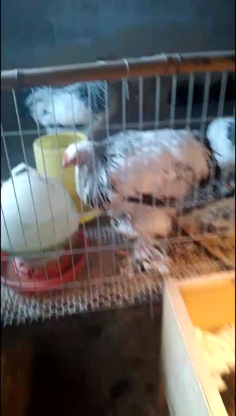 巨型婆罗门鸡苗青年鸡种鸡