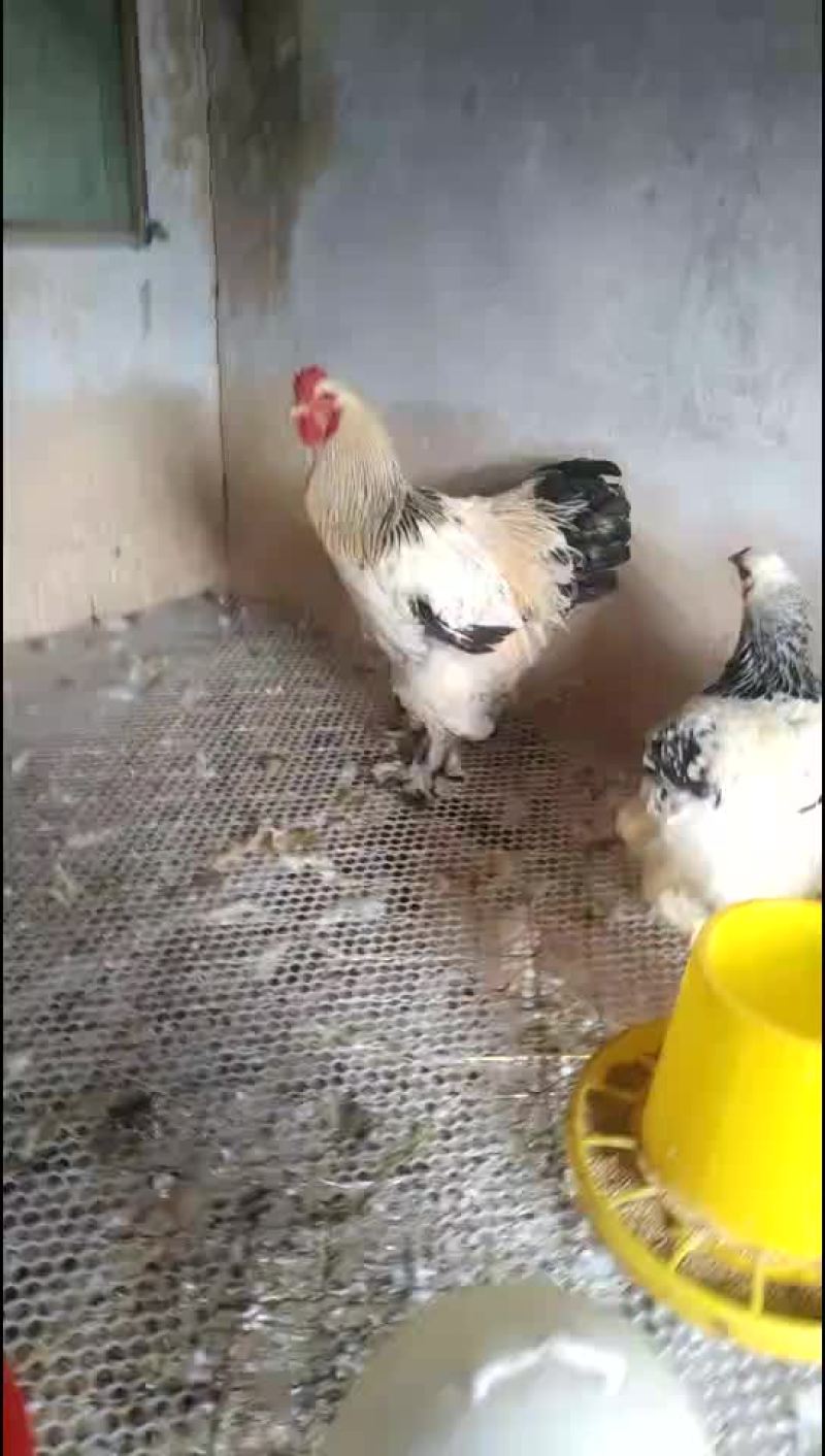巨型婆罗门鸡苗青年鸡种鸡