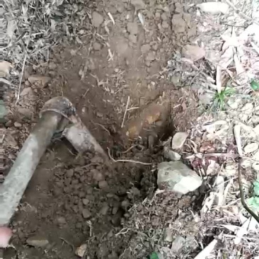 湘西老林天然冬笋