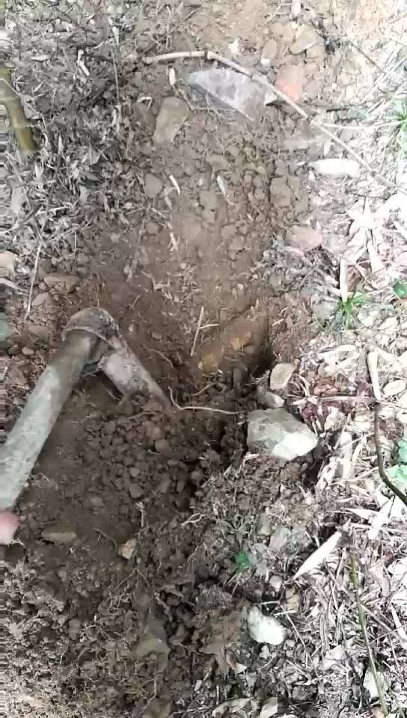 湘西老林天然冬笋