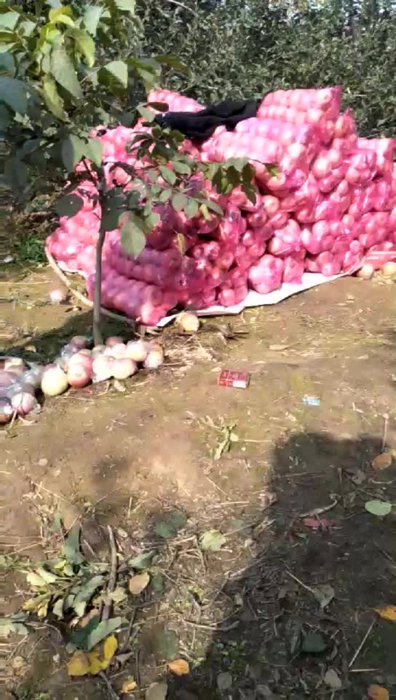 冰糖心红富平果
