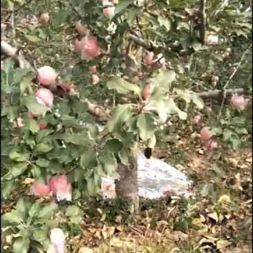 冰糖心红富平果