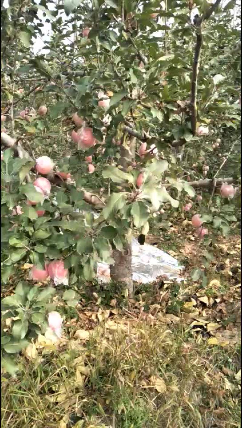 冰糖心红富平果