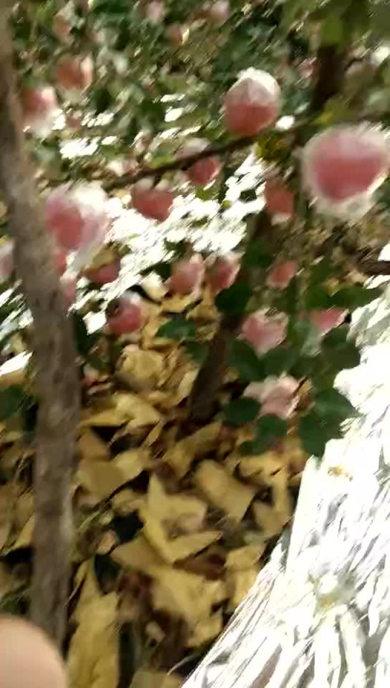 冰糖心红富平果