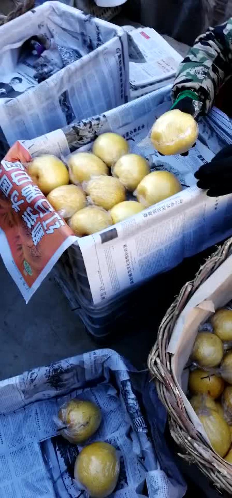 雪花梨
