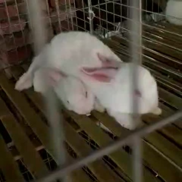 种兔肉兔
