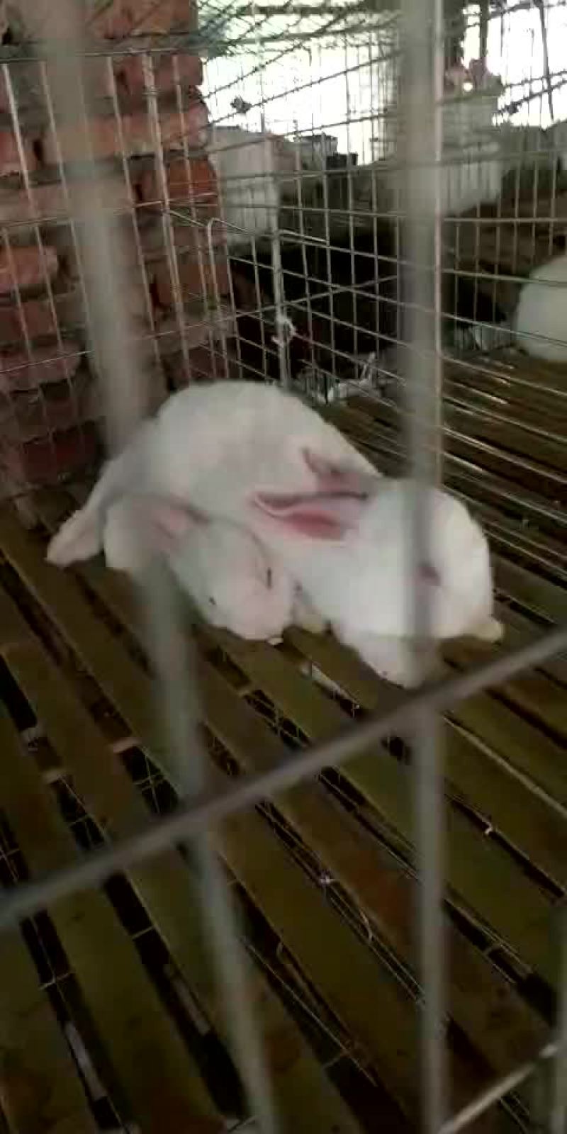 种兔肉兔