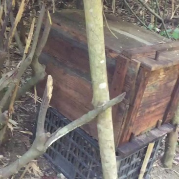 中华蜂蜜，产量1500斤左右，一年纯手工取一次