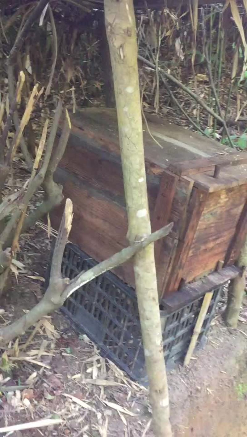 中华蜂蜜，产量1500斤左右，一年纯手工取一次