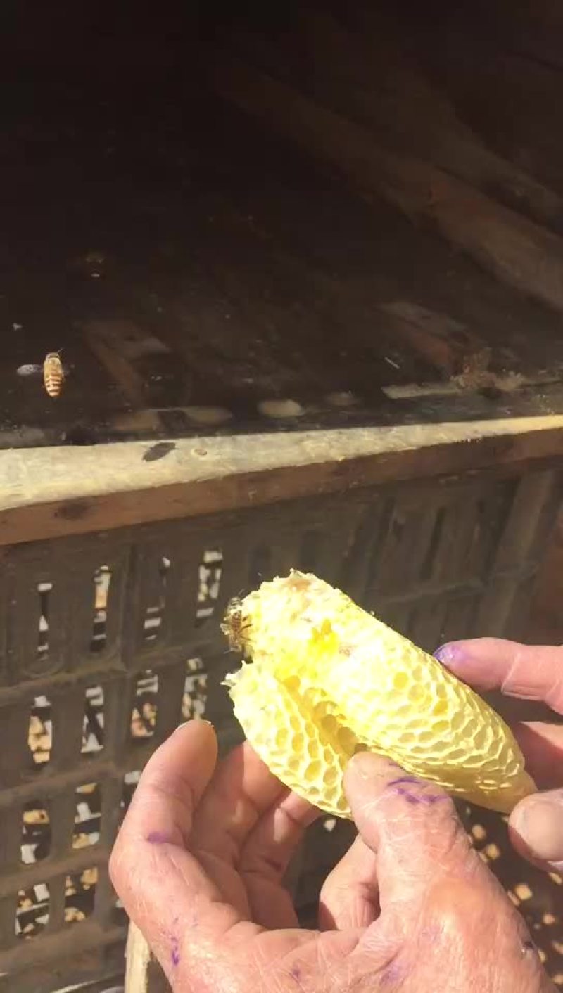 中华蜂蜜，产量1500斤左右，一年纯手工取一次