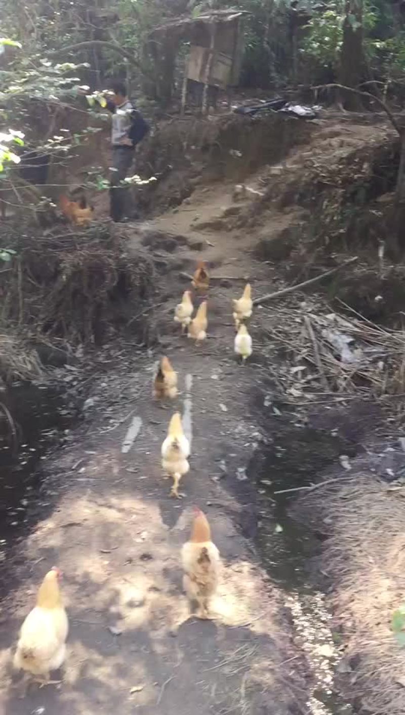 中华蜂蜜，产量1500斤左右，一年纯手工取一次