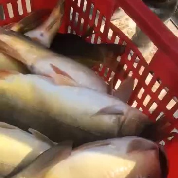 裸鲤