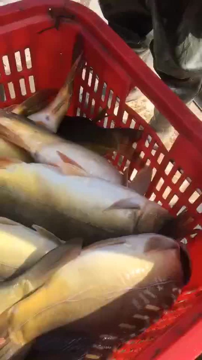裸鲤