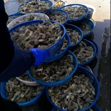 皮皮虾
