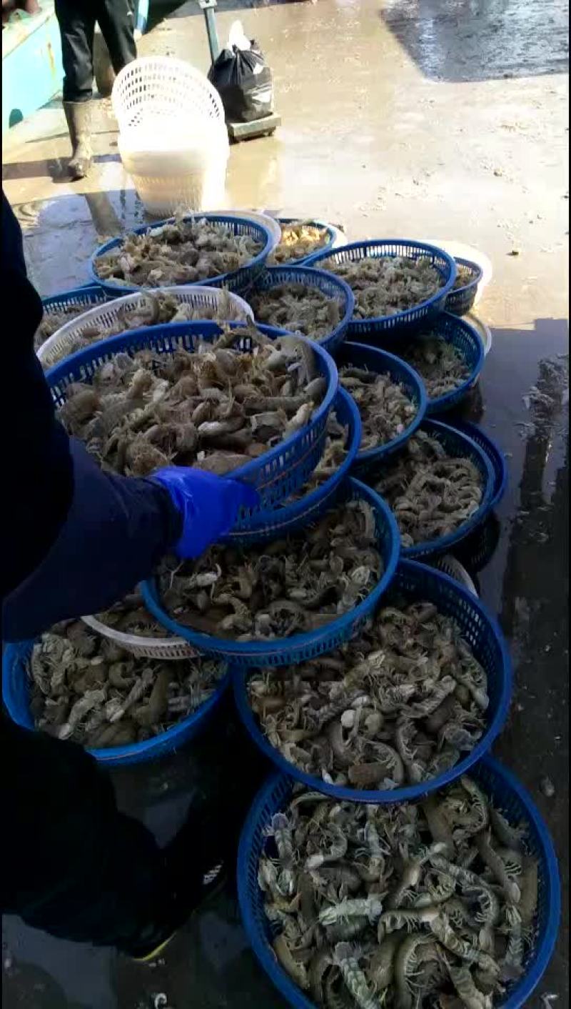 皮皮虾