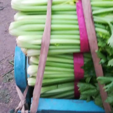 芹菜大量上市了