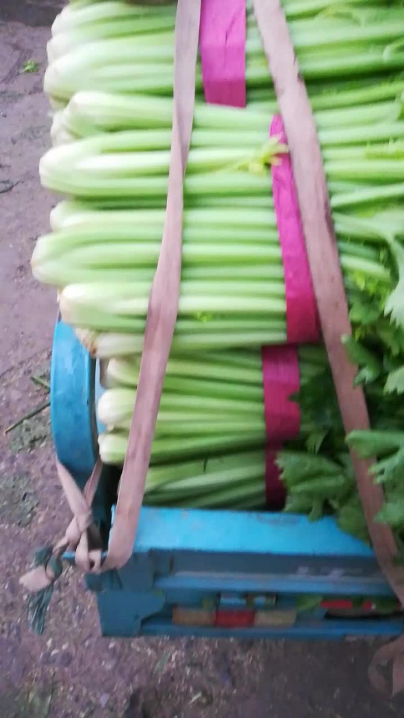 芹菜大量上市了