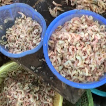 麻虾仁