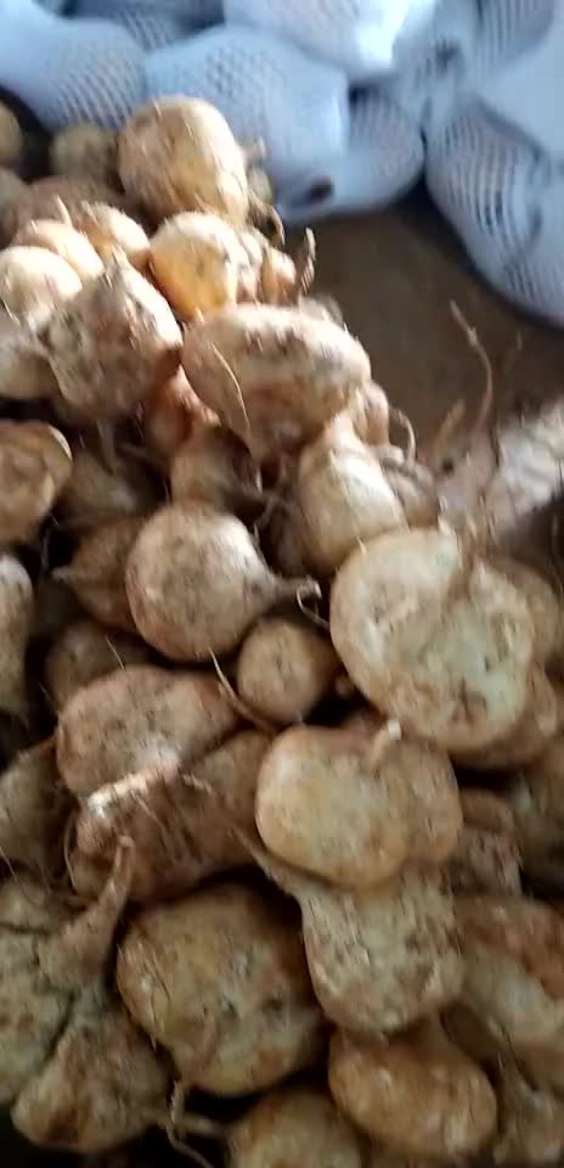 凉薯