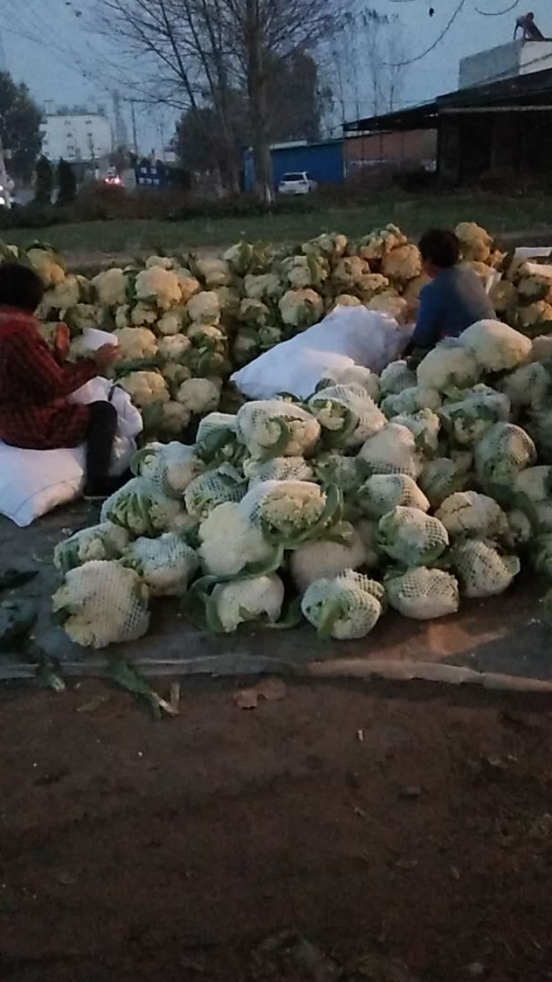 有机花菜