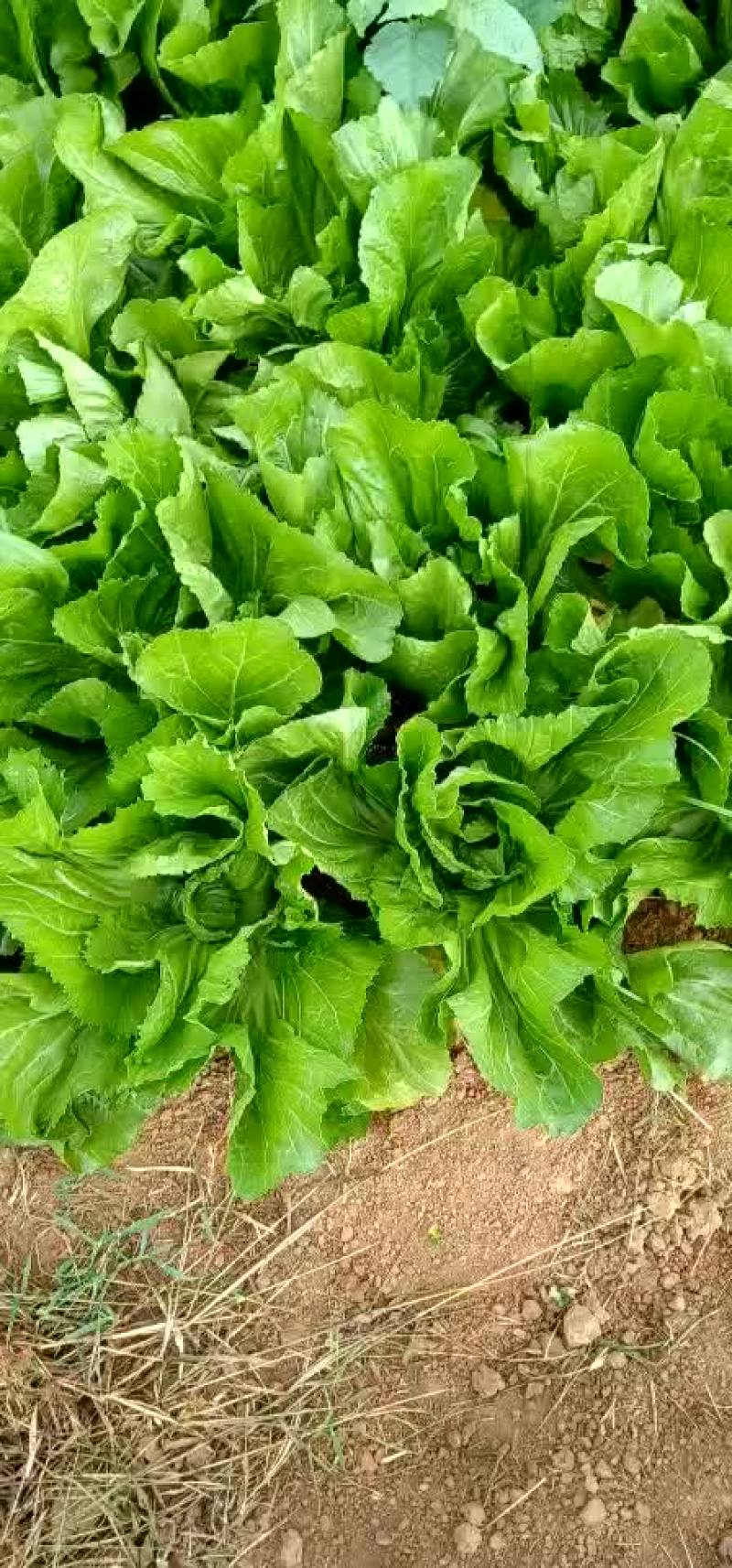 玉菜