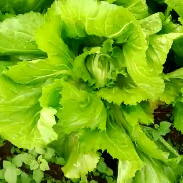 玉菜
