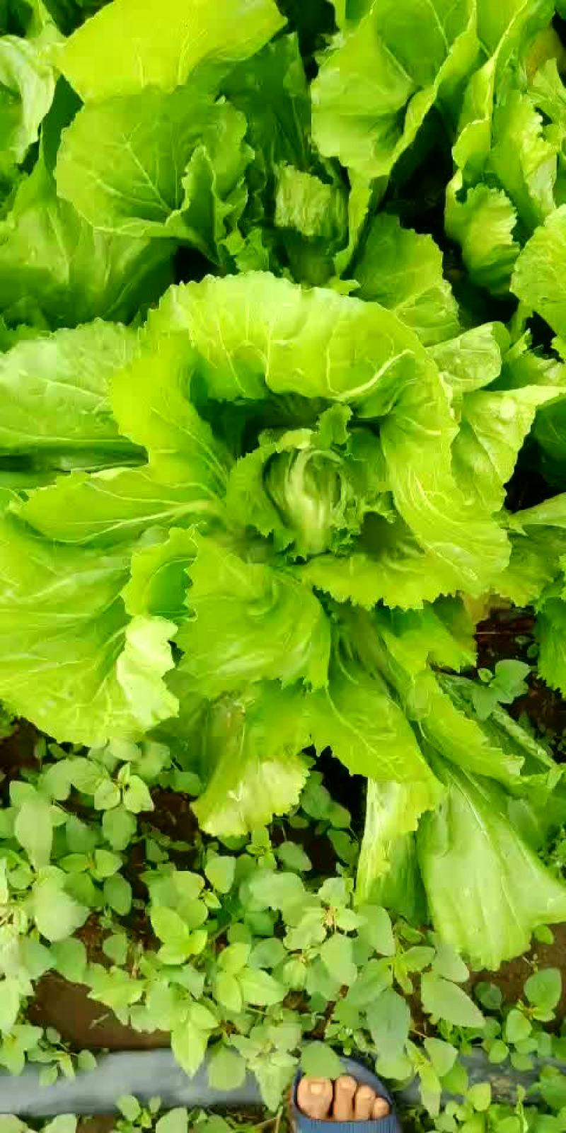 玉菜