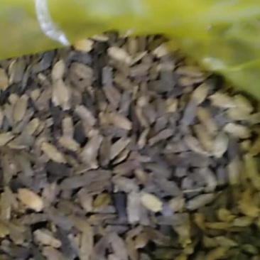波棱瓜子