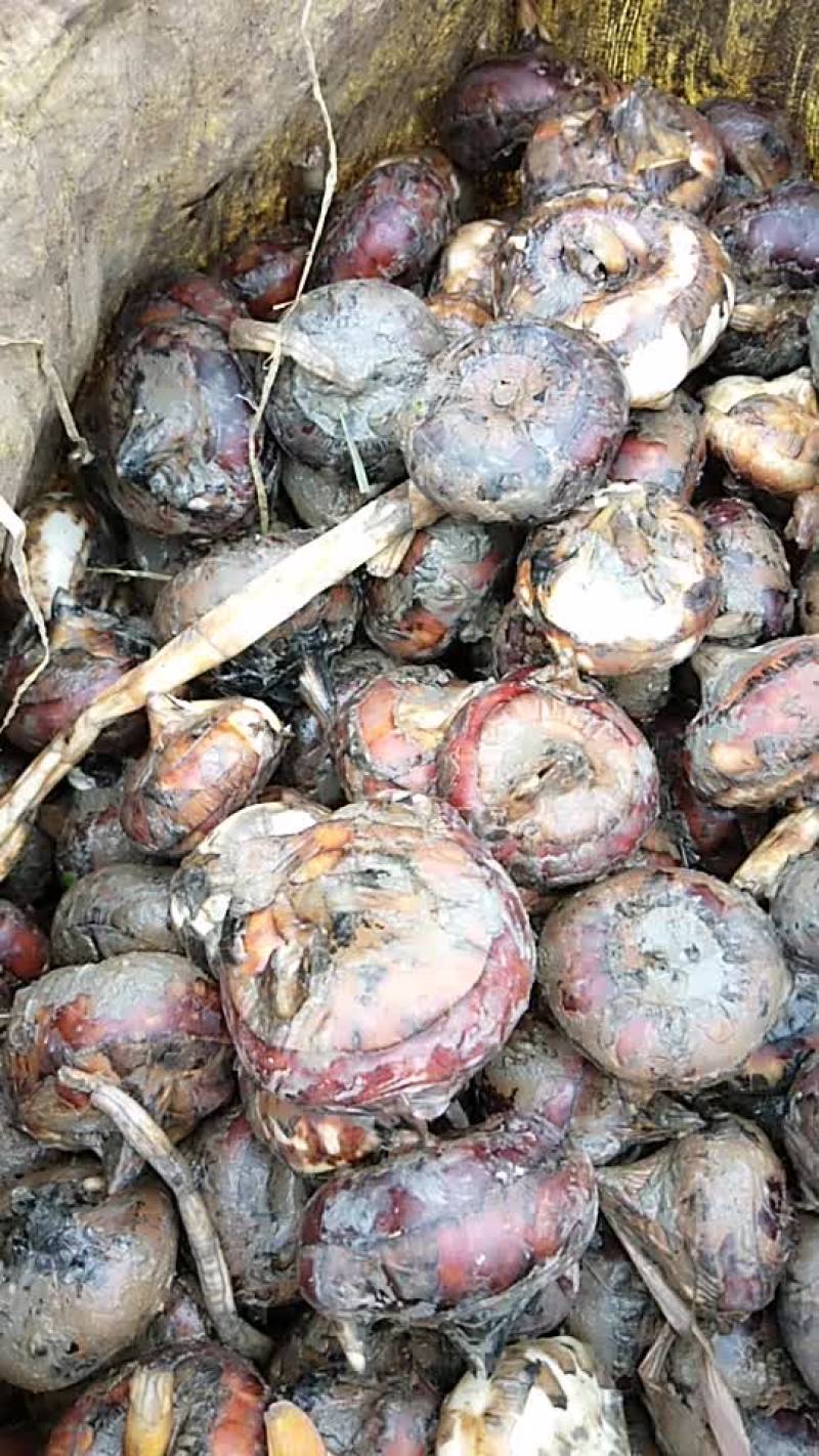 荸荠粉，又名马蹄粉