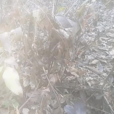 白药苗牡丹苗