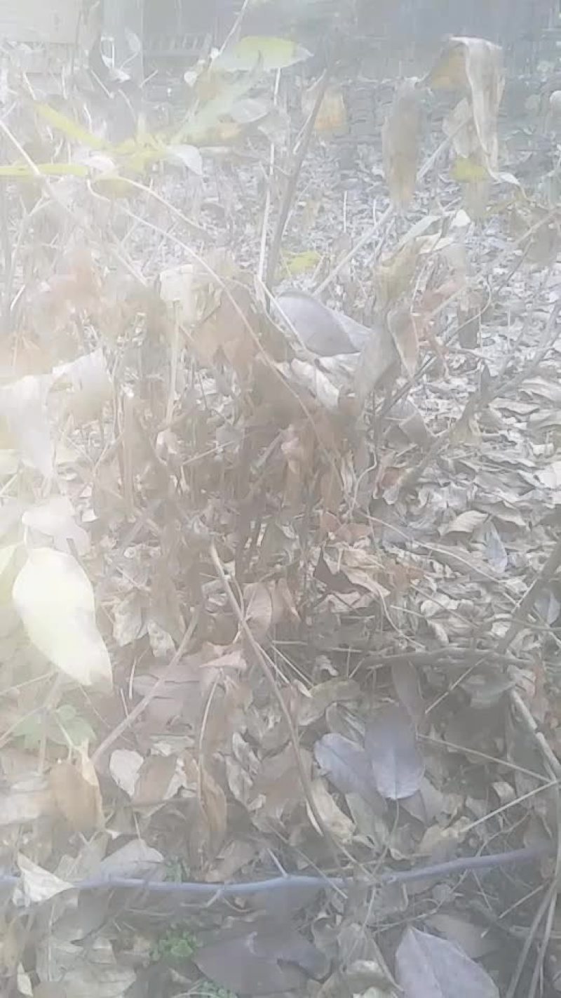 白药苗牡丹苗