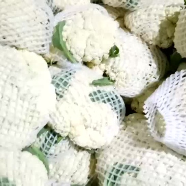 白，特别白有需要的抓紧时间联系，帮农户卖菜，快快拉走。。