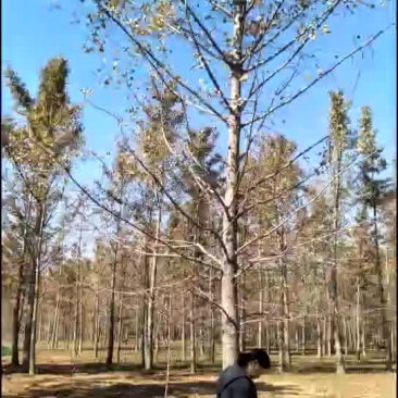 银杏树