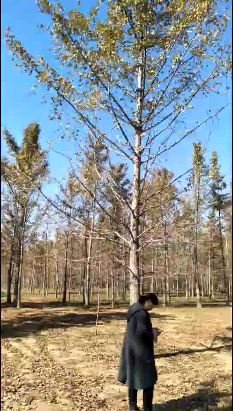 银杏树