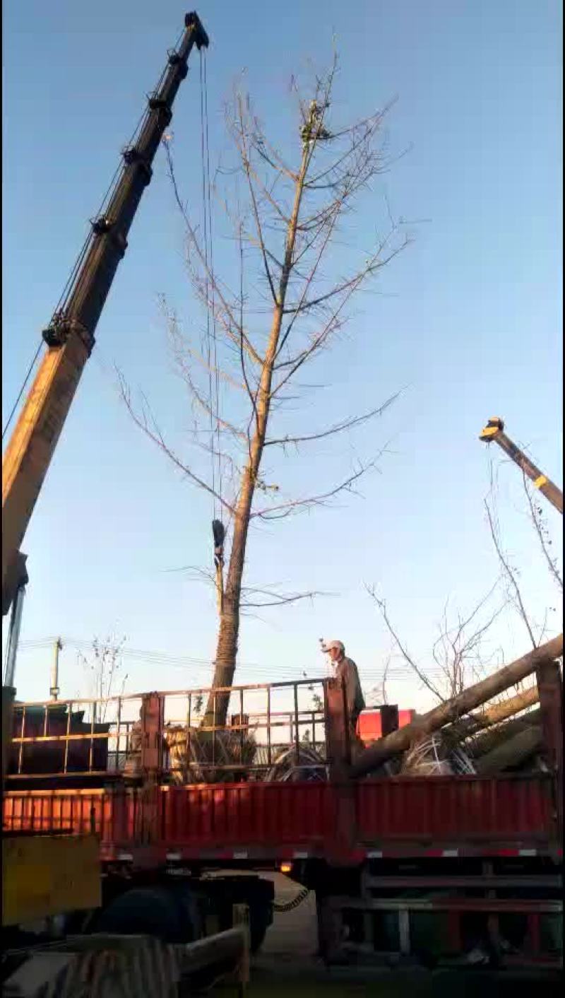 银杏树