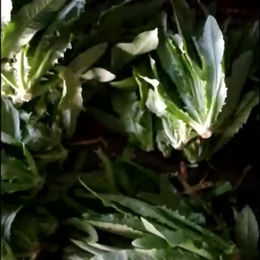 精品油麦菜