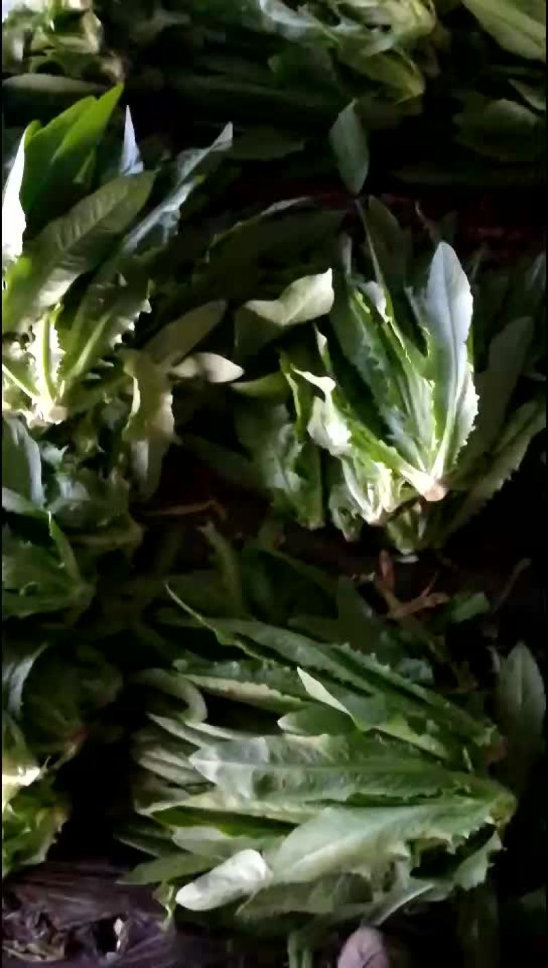 精品油麦菜